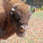 Europäischer Wisent (Bison bonasus)