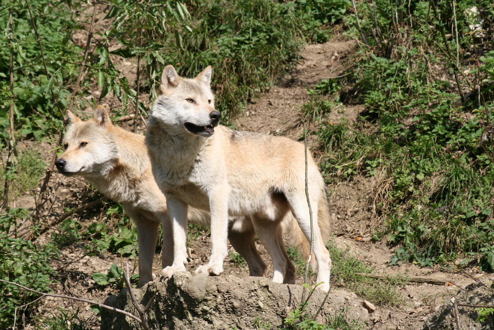 Europäischer Wolf