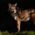 Europäischer Wolf