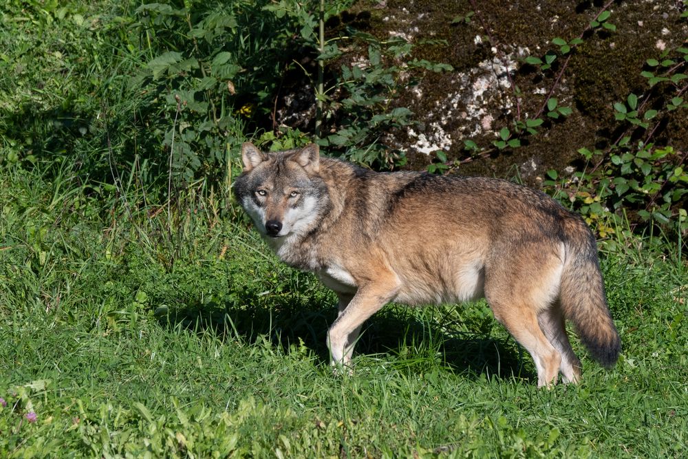 Europäischer Wolf 1
