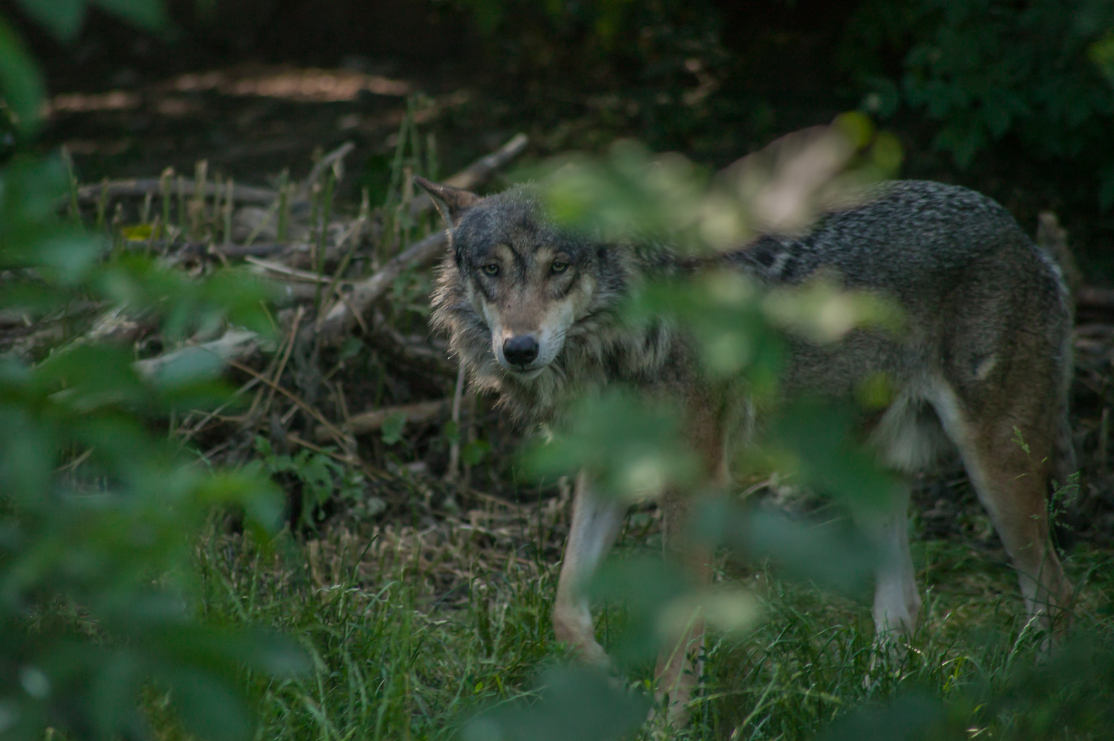 Europäischer Wolf 1