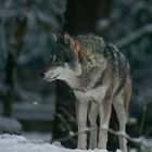 Europäischer Wolf 1 (Dez2014)