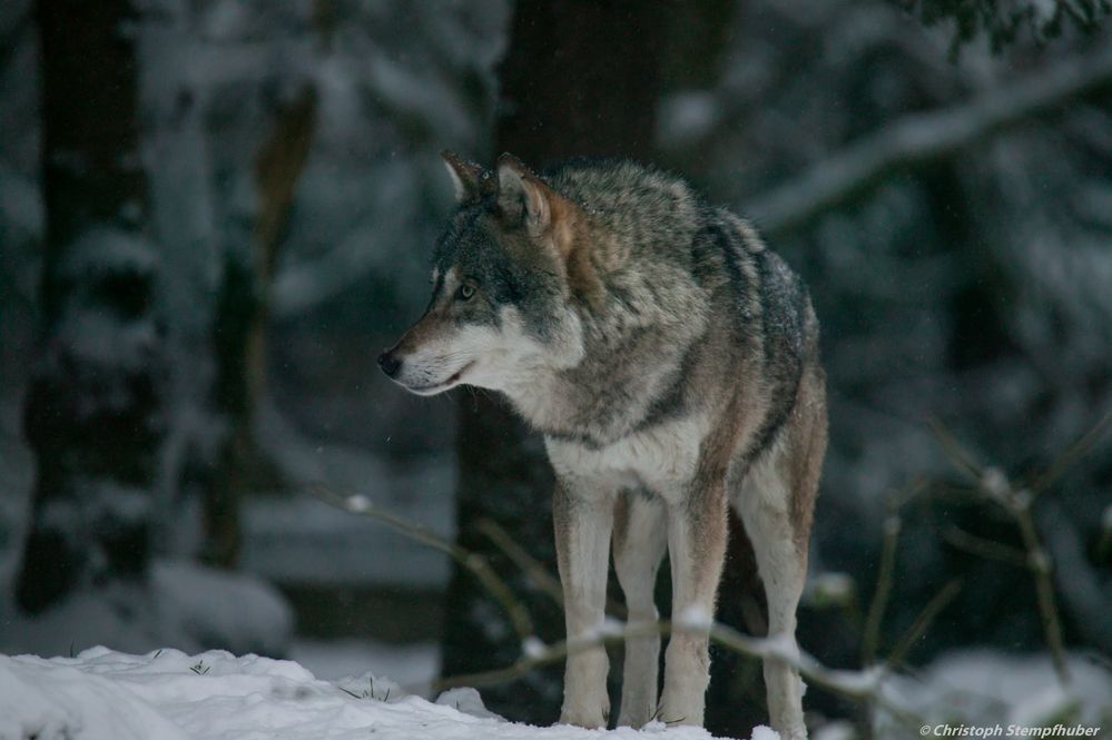 Europäischer Wolf 1 (Dez2014)
