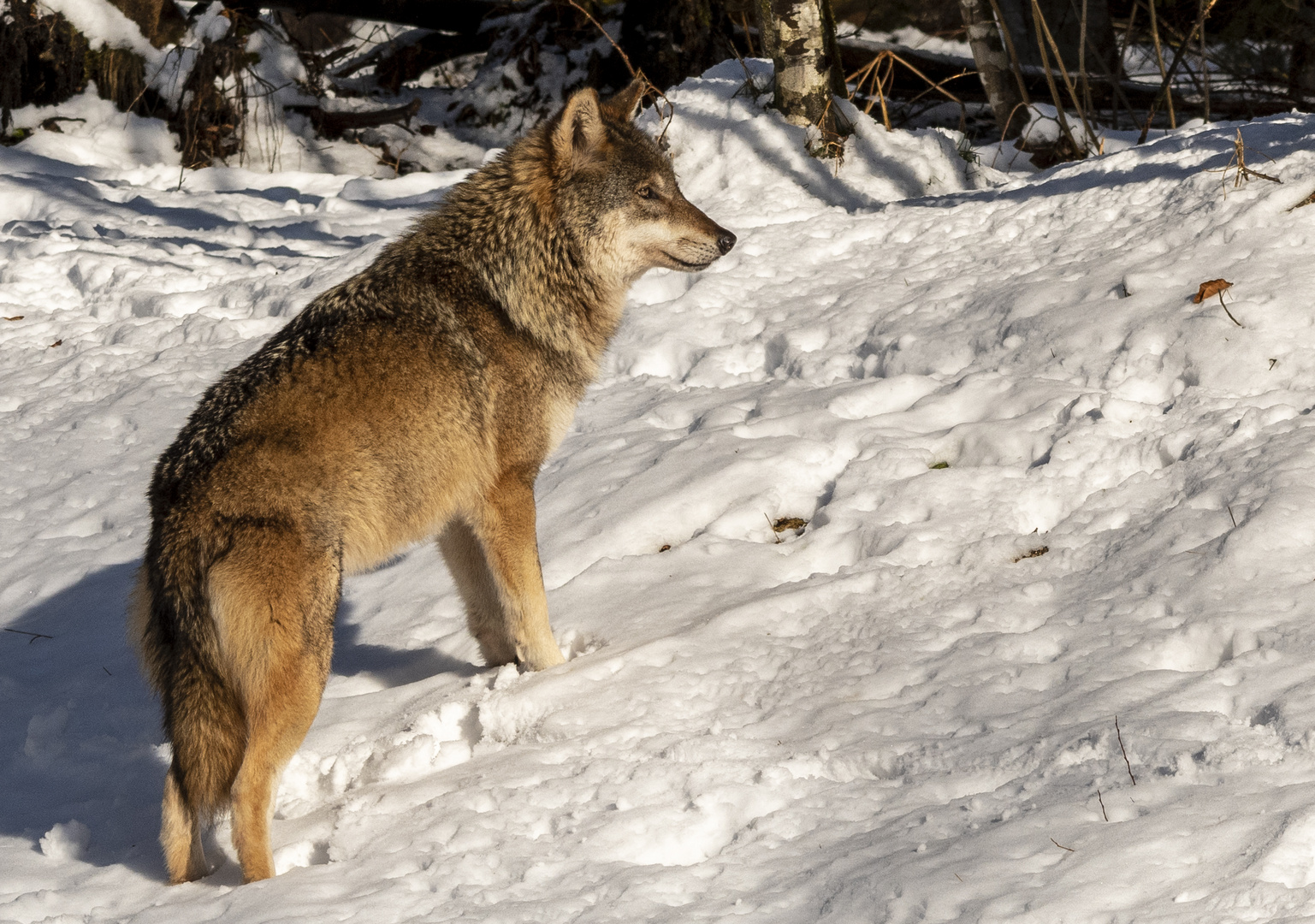 Europäischer Wolf