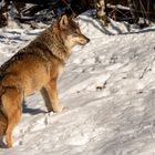 Europäischer Wolf