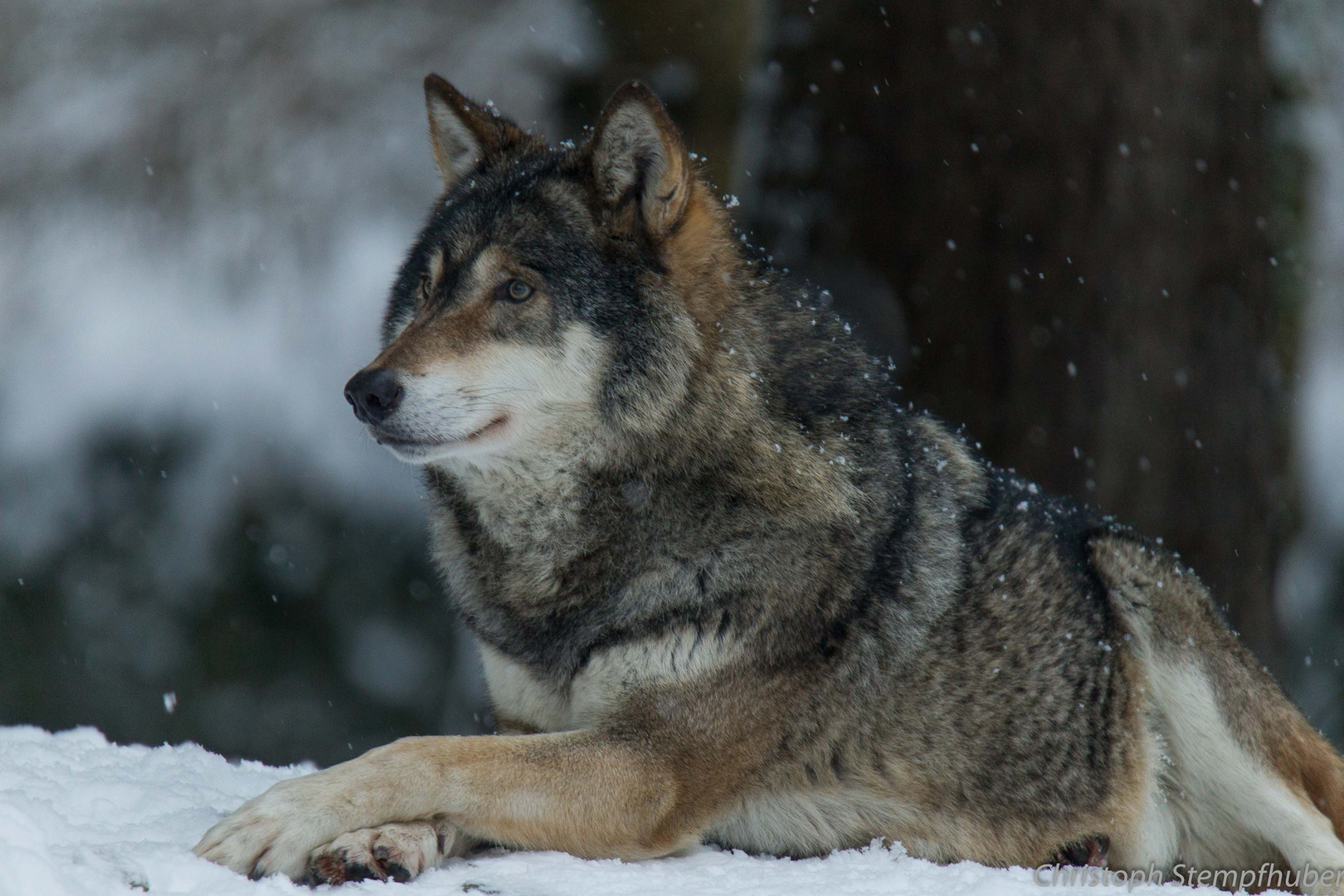 Europäischer Wolf 