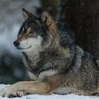 Europäischer Wolf 