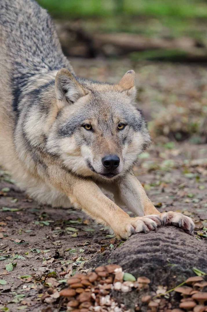 Europäischer Wolf