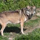 Europäischer Wolf 2