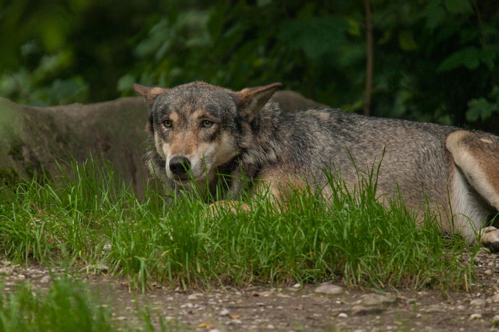 Europäischer Wolf 2