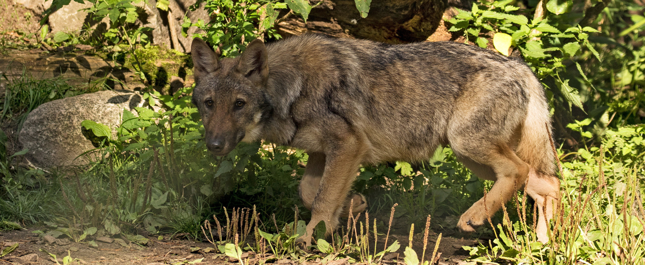 Europäischer Wolf 