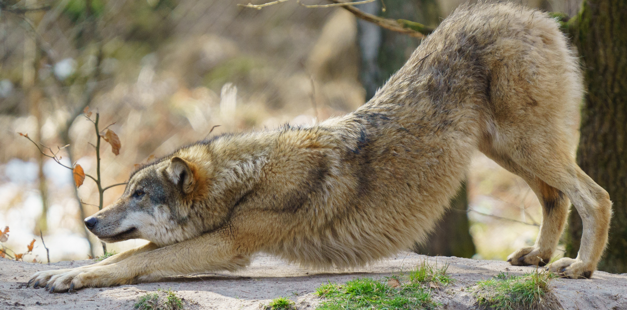 Europäischer Wolf