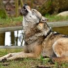 Europäischer Wolf