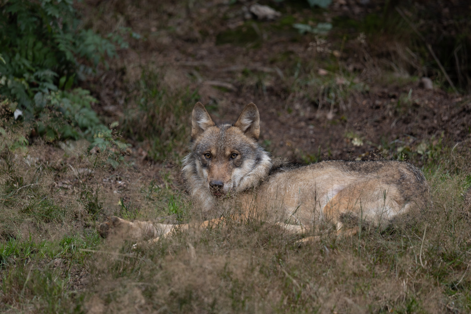 Europäischer Wolf