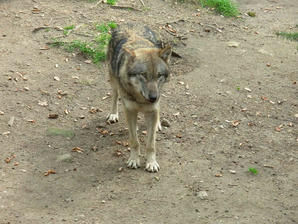 Europäischer Wolf