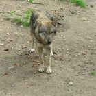 Europäischer Wolf