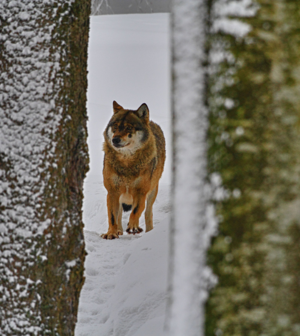 Europäischer Wolf 3