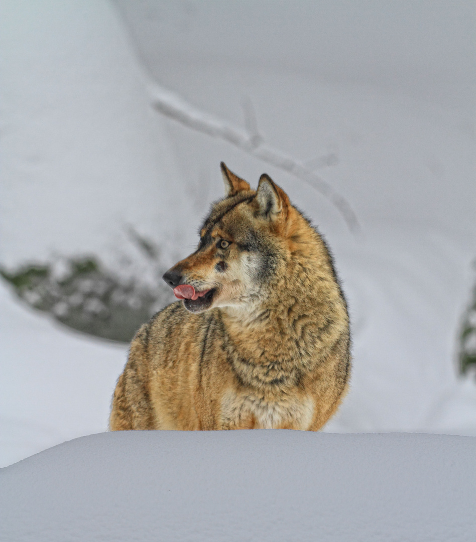 Europäischer Wolf