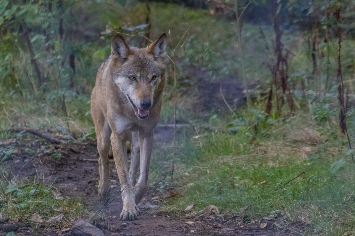 Europäischer Wolf