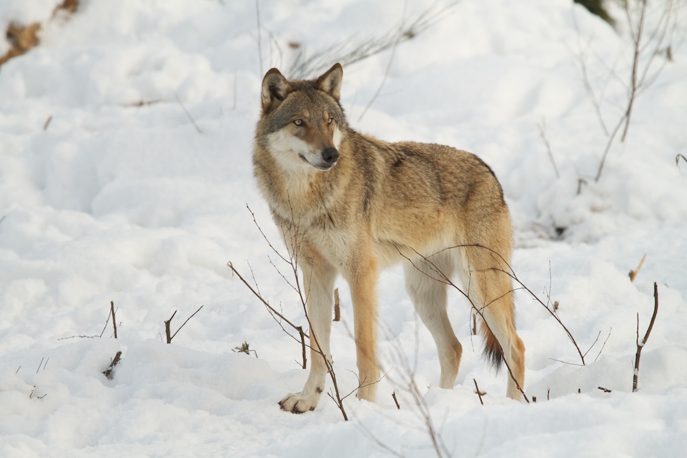 Europäischer Wolf