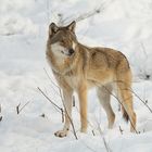 Europäischer Wolf