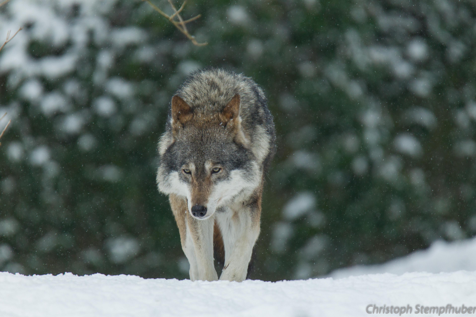 Europäischer Wolf 