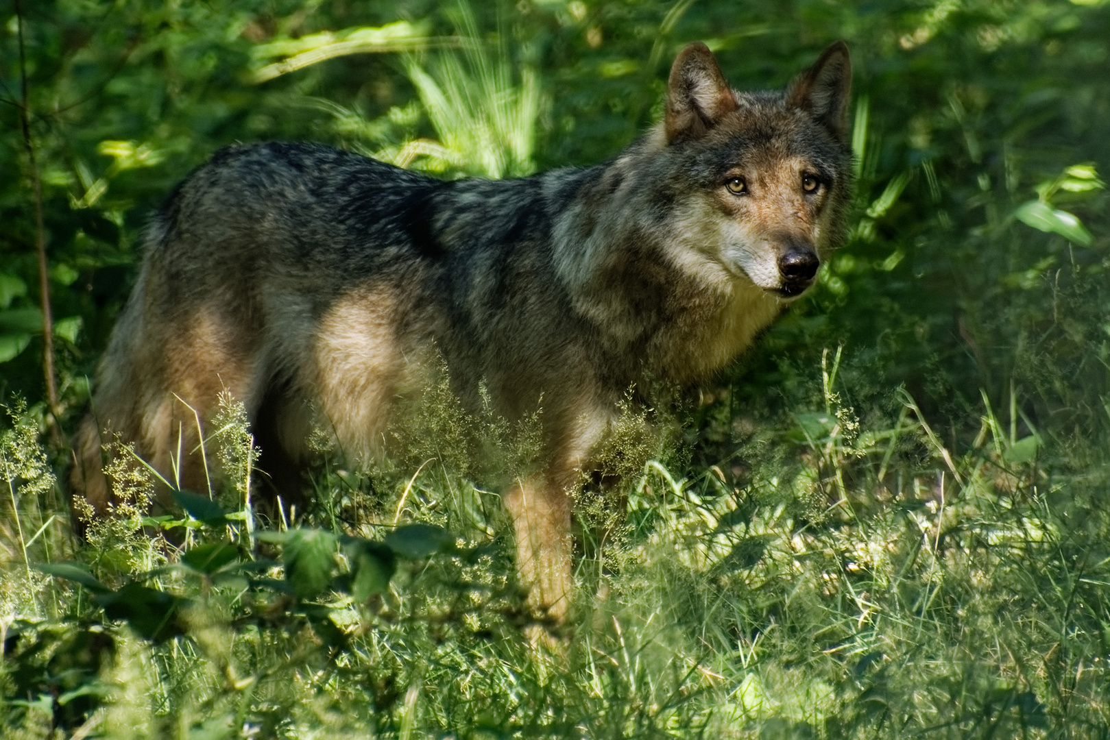 Europäischer Wolf