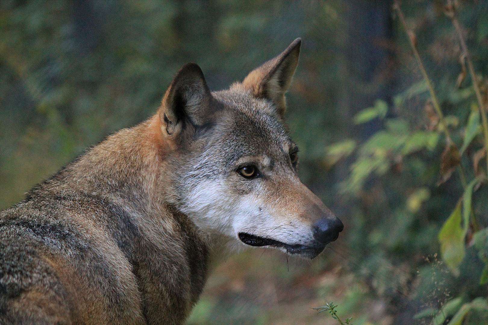 Europäischer Wolf