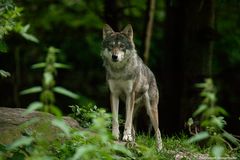 Europäischer Wolf