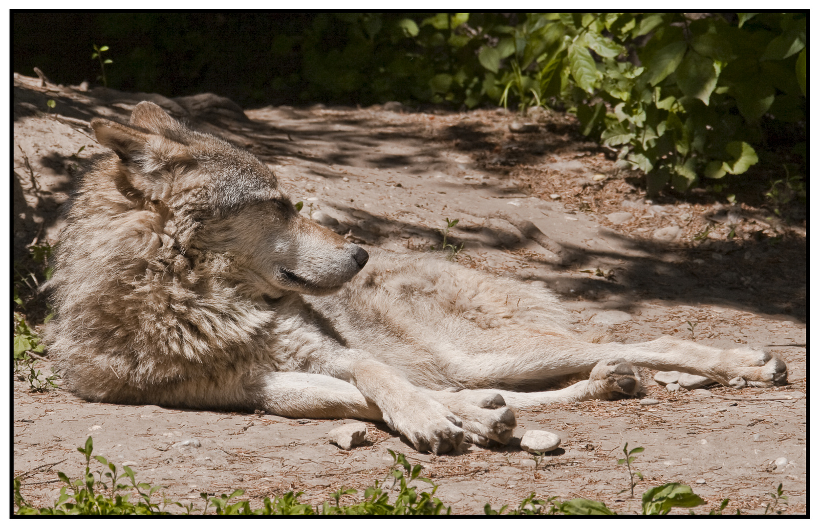 Europäischer Wolf