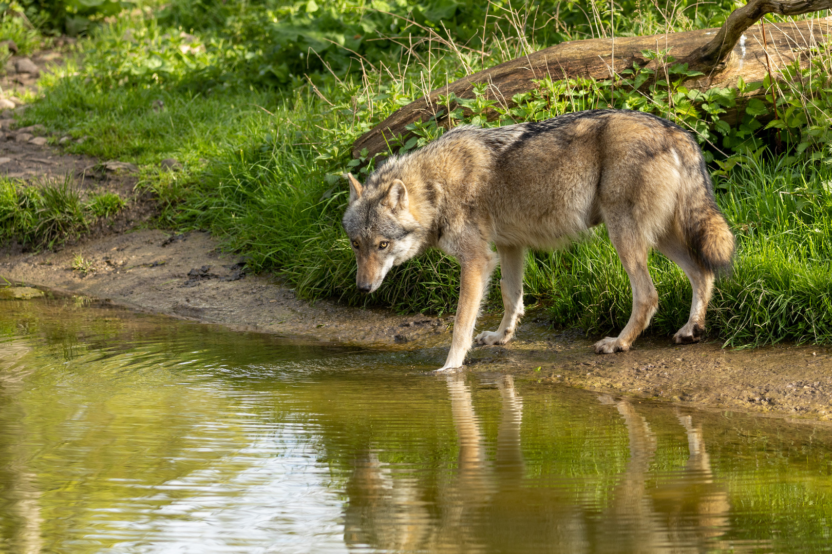 Europäischer Wolf