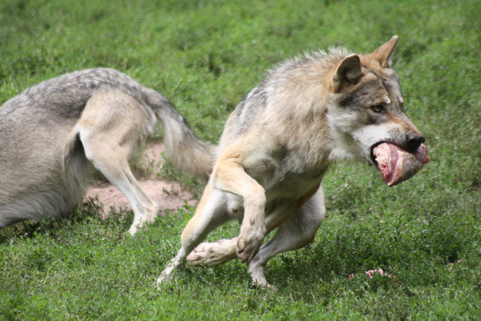 Europäischer Wolf