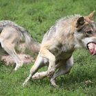 Europäischer Wolf