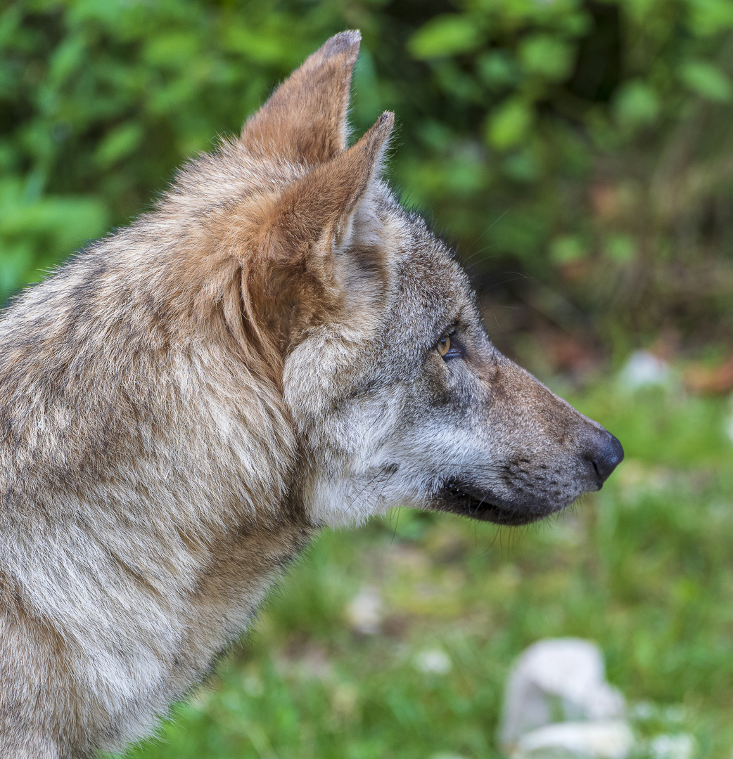 Europäischer Wolf