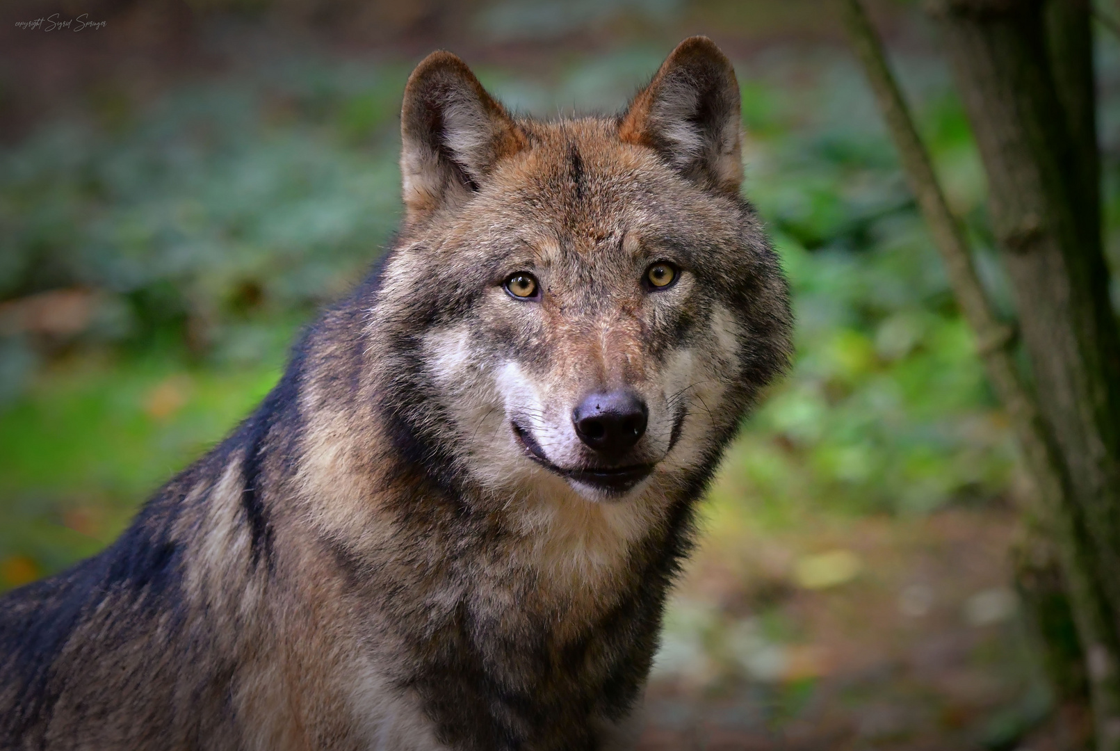 Europäischer Wolf Foto & Bild | natur, tiere, raubtiere Bilder auf