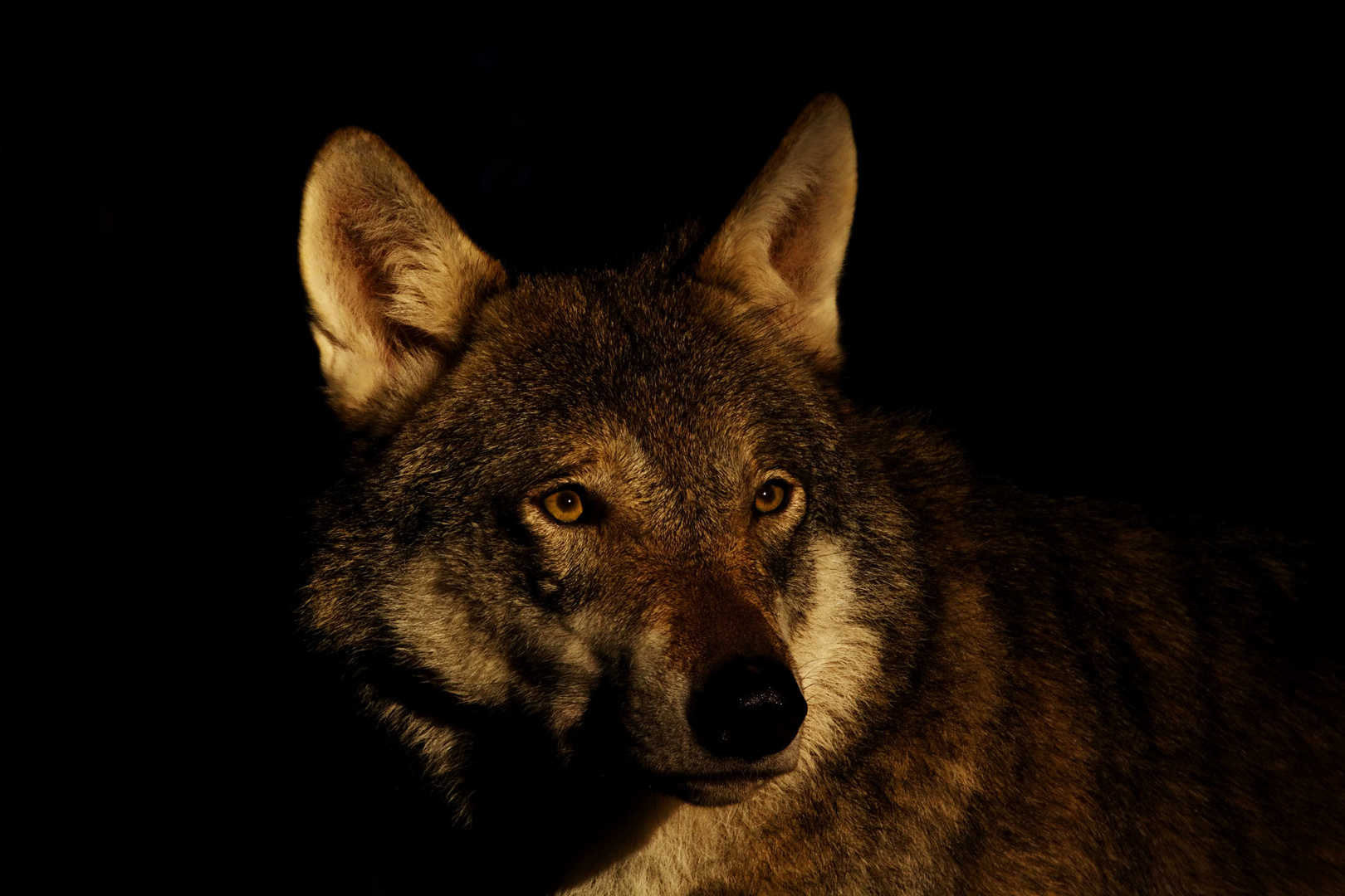 Europäischer Wolf