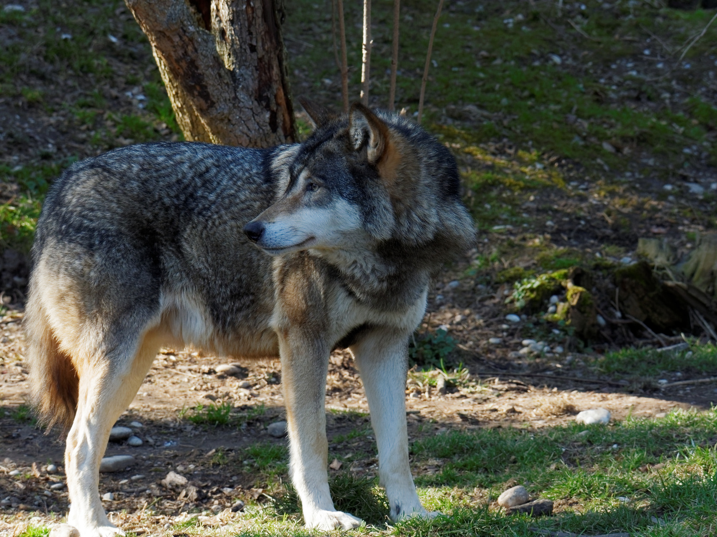 Europäischer Wolf