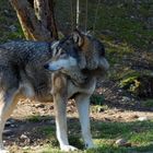 Europäischer Wolf