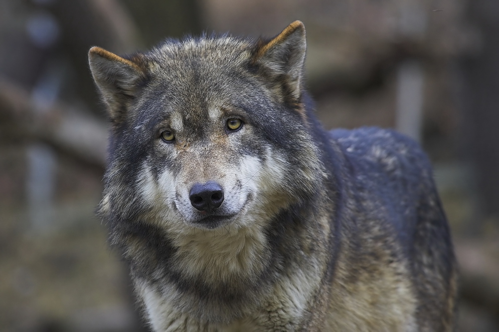 Europäischer Wolf