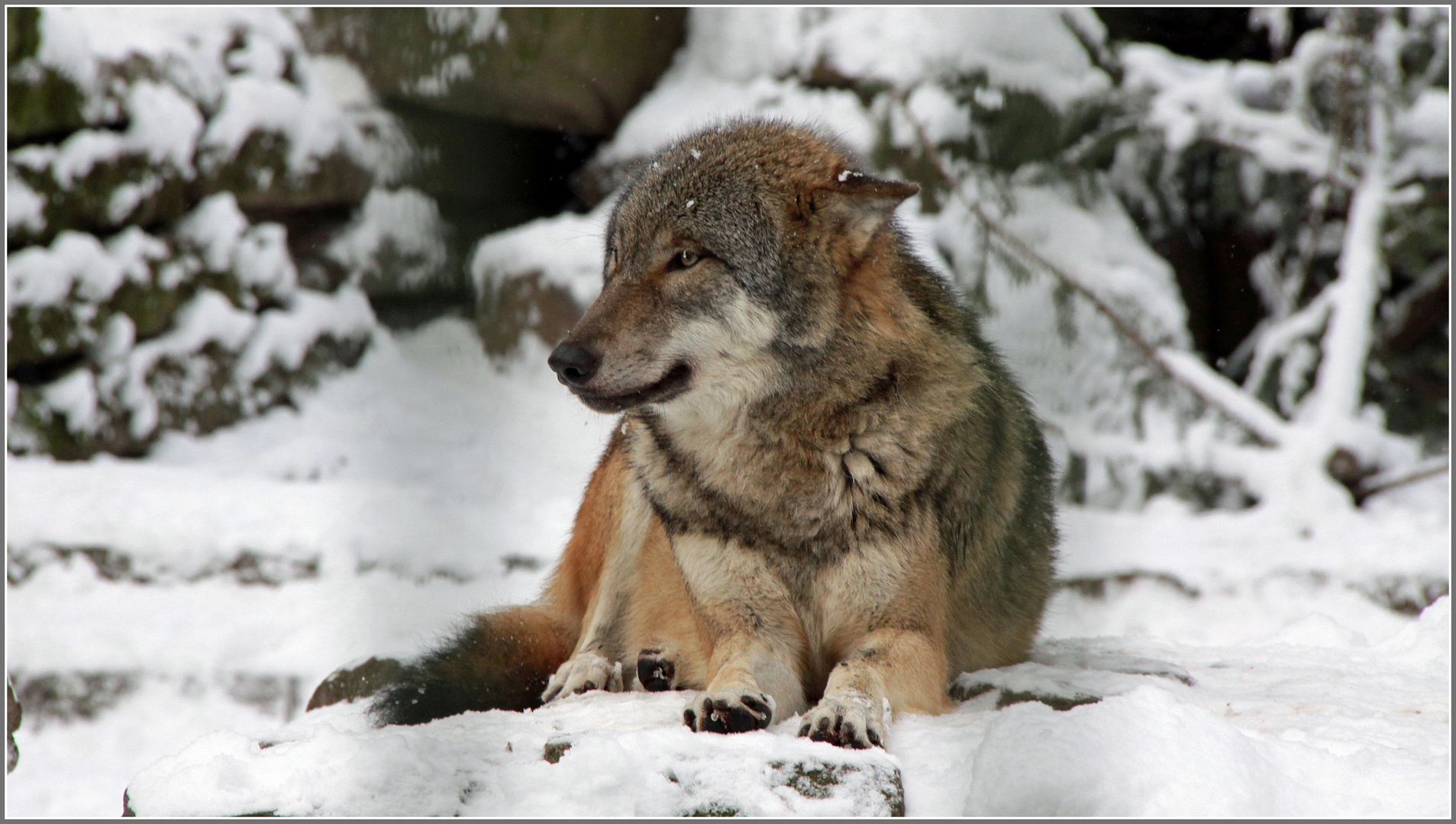 Europäischer Wolf