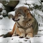 Europäischer Wolf