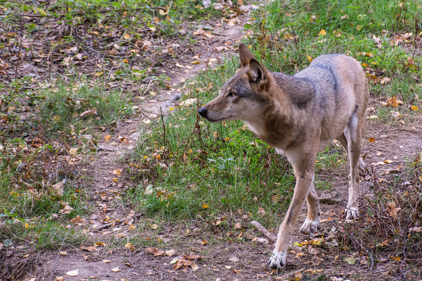 Europäischer Wolf