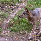 Europäischer Wolf