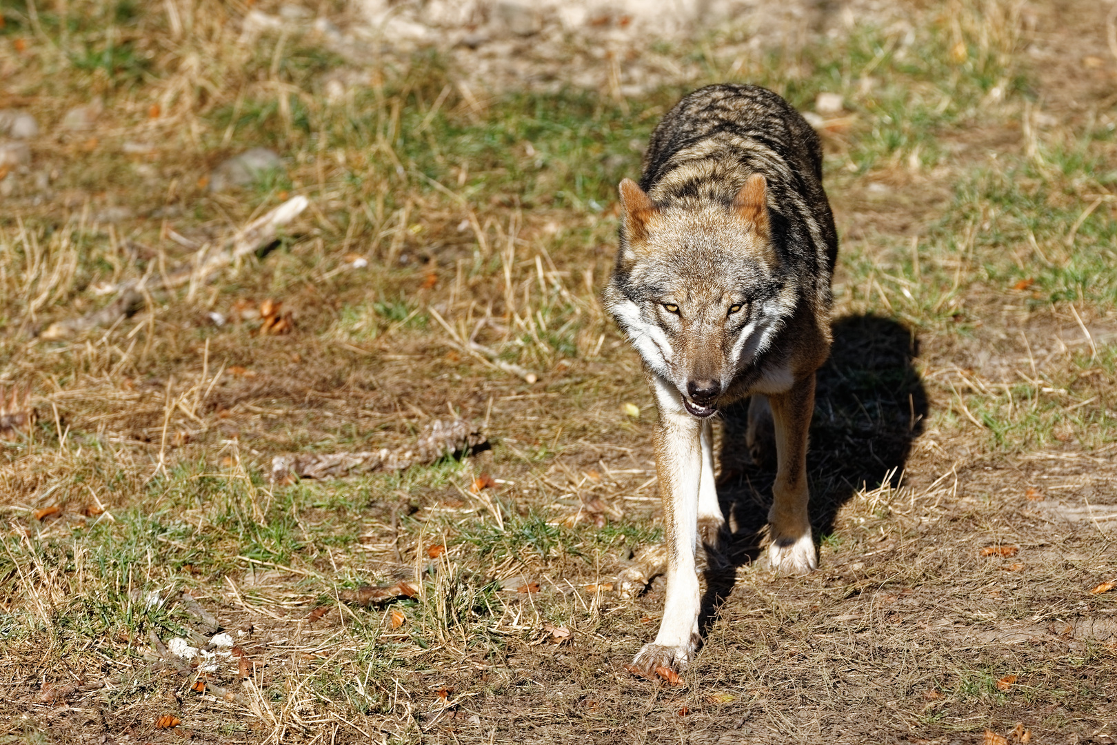 Europäischer Wolf (Canis lupus lupus)