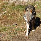 Europäischer Wolf (Canis lupus lupus)