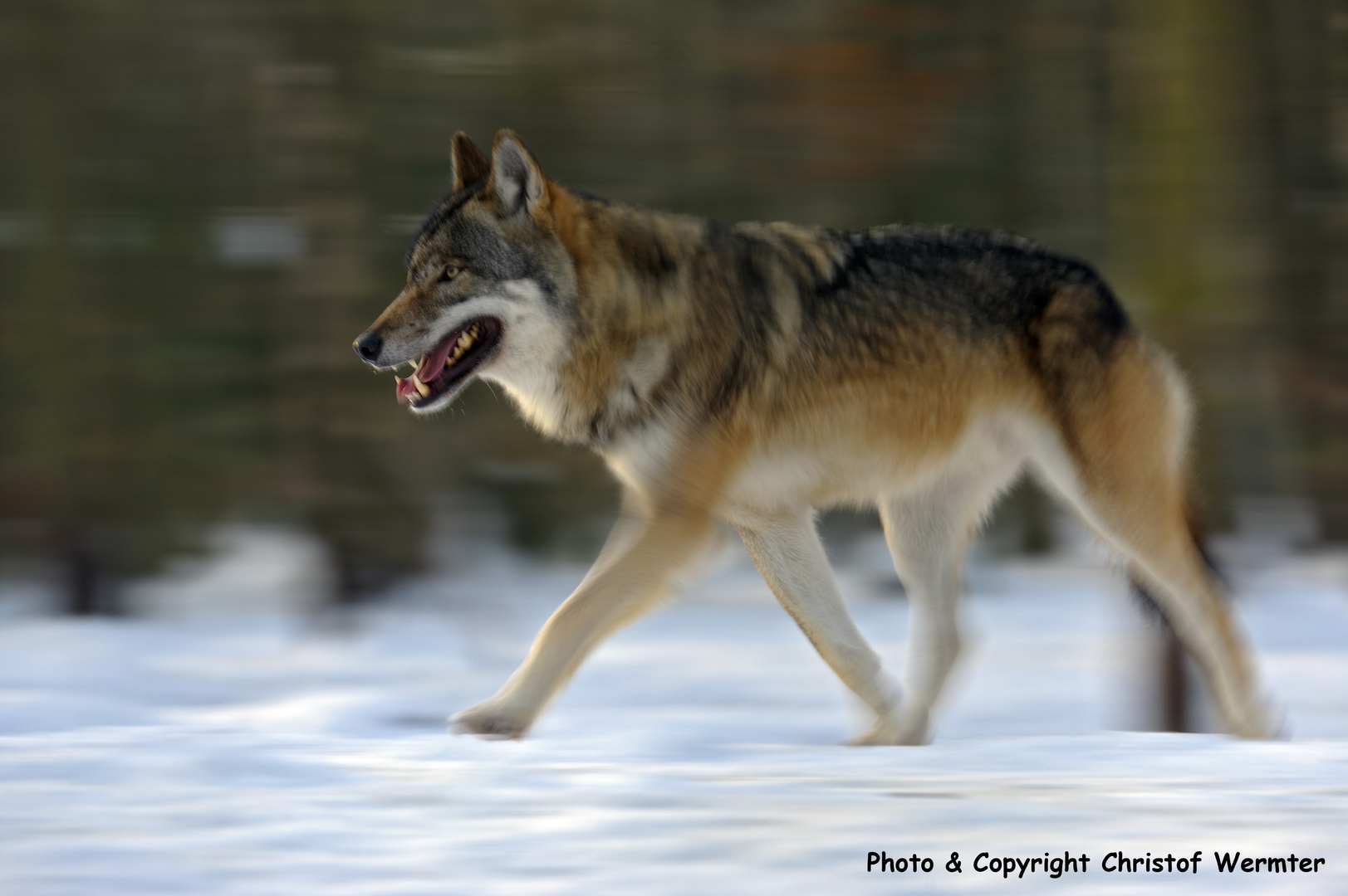 Europäischer Wolf, captive (D)