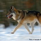 Europäischer Wolf, captive (D)