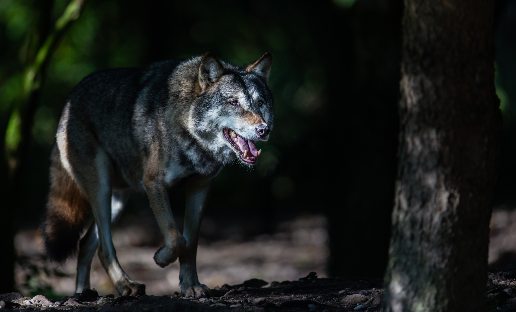 Europäischer Wolf