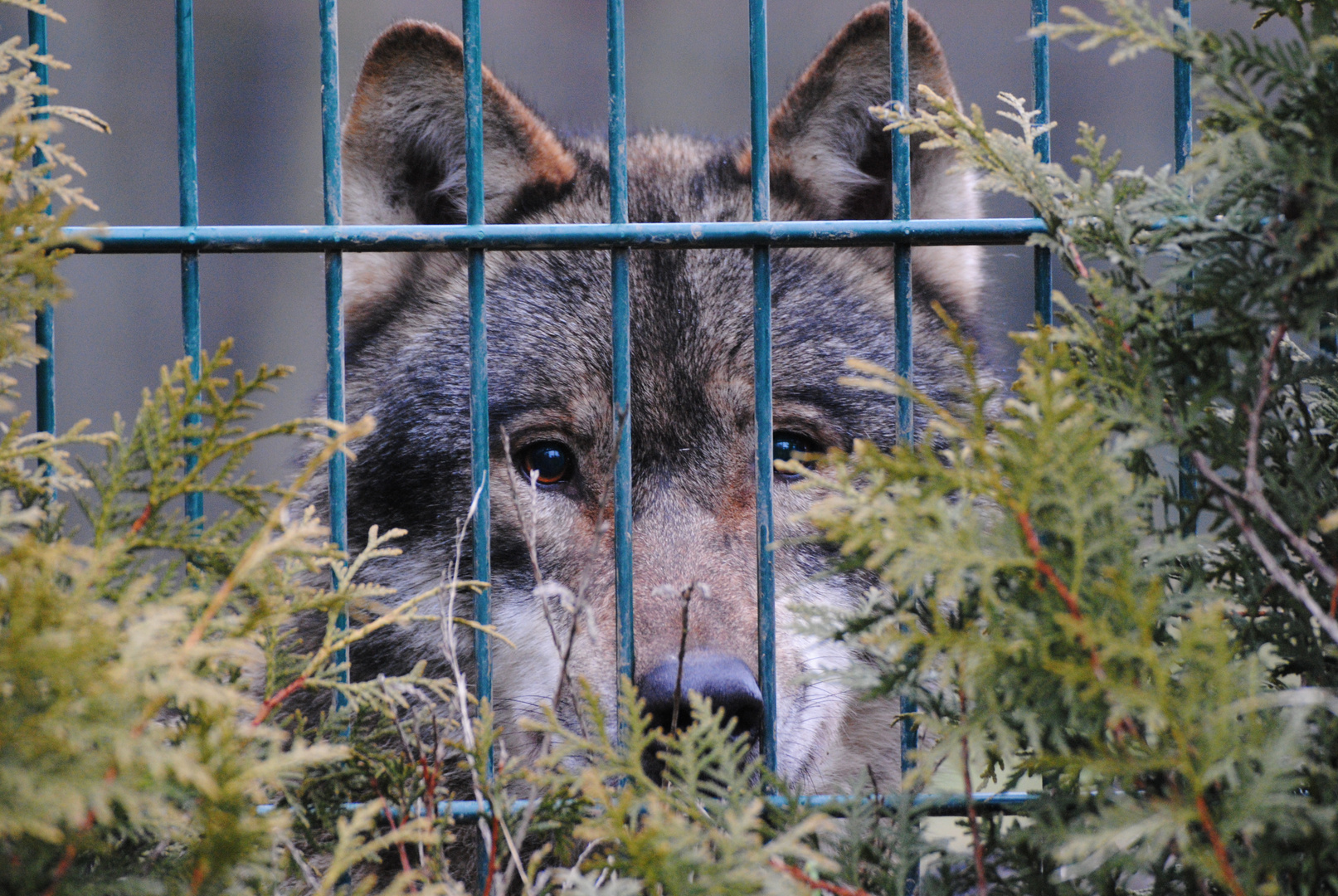 Europäischer Wolf