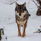 Europäischer Wolf